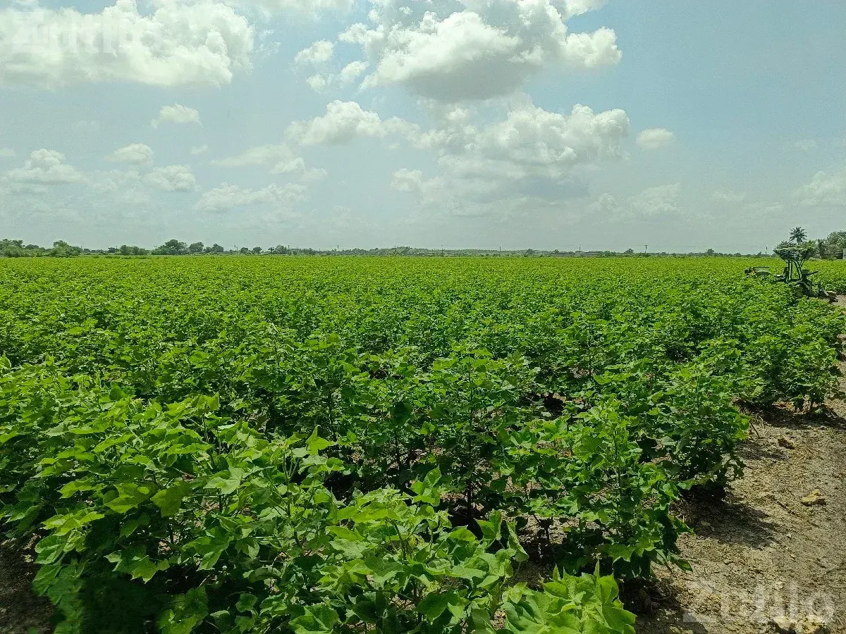 10 Vigha Irrigated Agricultural Land - જમીન અને પ્લોટ - જામજોધપુર - Image 2
