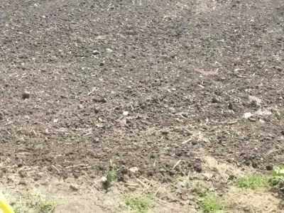 Fertile Agricultural Land on Lease, Keshod Fertile Agricultural Land on Lease, Keshod