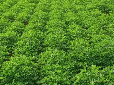 Fertile Green Farmland Plot Jamjodhpur Fertile Green Farmland Plot Jamjodhpur