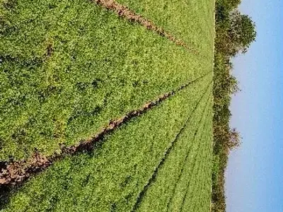 વાડી. . બગીસો થાય તેવી વાડી. . બગીસો થાય તેવી