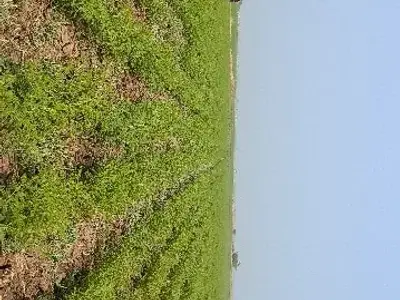 Fertile Green Agricultural Land Mangrol Fertile Green Agricultural Land Mangrol
