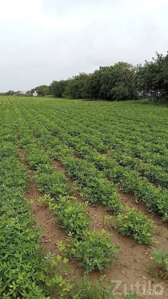Green Agricultural Land in Salaya - Land & Plots - Salaya - Image 3