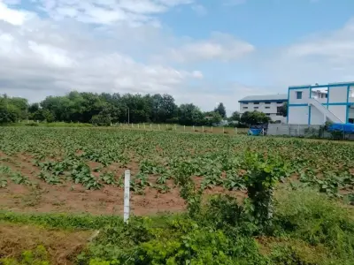 112 Guntha Fertile Juni Sharat Land Plot 112 Guntha Fertile Juni Sharat Land Plot