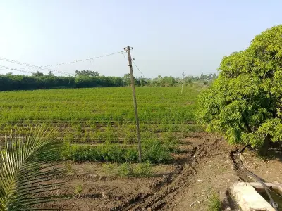 jamin veshvani chee jamin veshvani chee