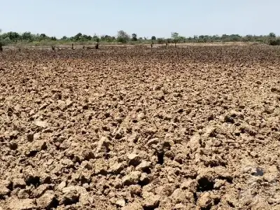 Santalpur Fertile Agricultural Land Sale Santalpur Fertile Agricultural Land Sale