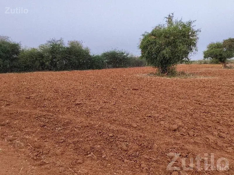 Rapar Roadside Farm Plot for Sale - Land & Plots - Rapar - Image 2