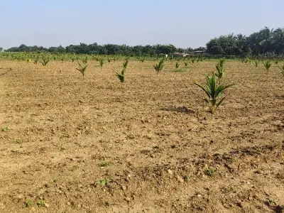 જમીન વેચવાની 4 વિઘા
વિઘા નારિયેળી જમીન વેચવાની 4 વિઘા
વિઘા નારિયેળી