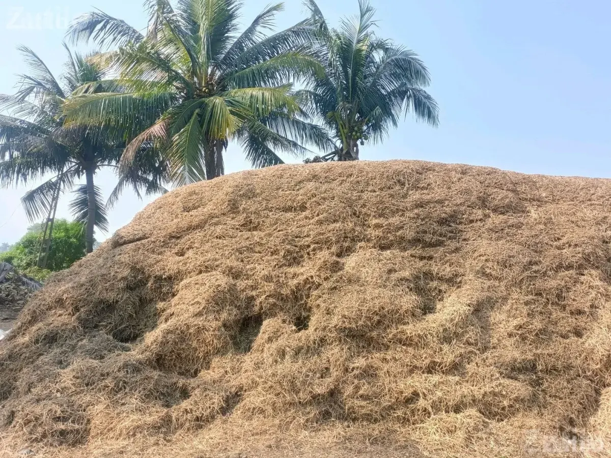 30 Vigha Agricultural Land Plot for Sale - Land & Plots - Bhanvad - Image 2