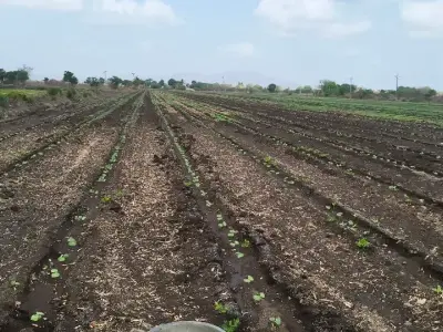 Agricultural Land Plot Available for Sale