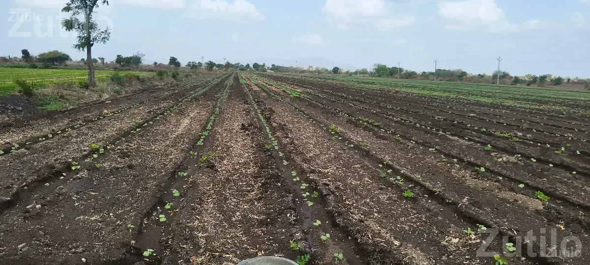 Agricultural Land Plot Available for Sale - Land & Plots - Bhanvad - Image 1