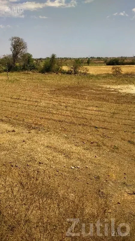 Visavadar Open Agricultural Land Plot - જમીન અને પ્લોટ - વિસાવદર - Image 2