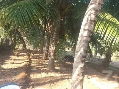 Coconut Farm Land in Gir Somnath Talala Coconut Farm Land in Gir Somnath Talala