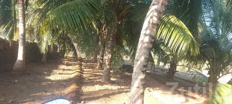 Coconut Farm Land in Gir Somnath Talala - જમીન અને પ્લોટ - તલાલા - Image 1