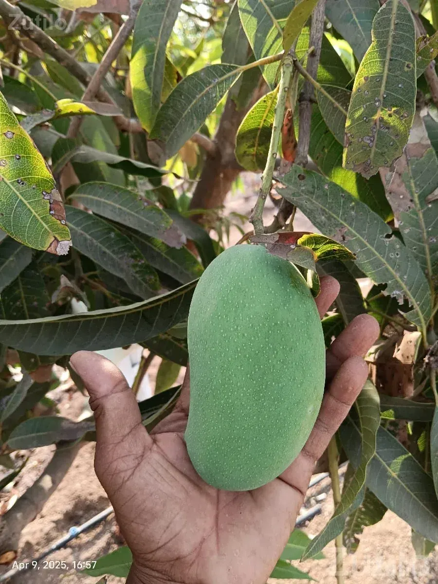 Fruiting Mango Orchard Land for Sale - Land & Plots - Bhesan - Image 3