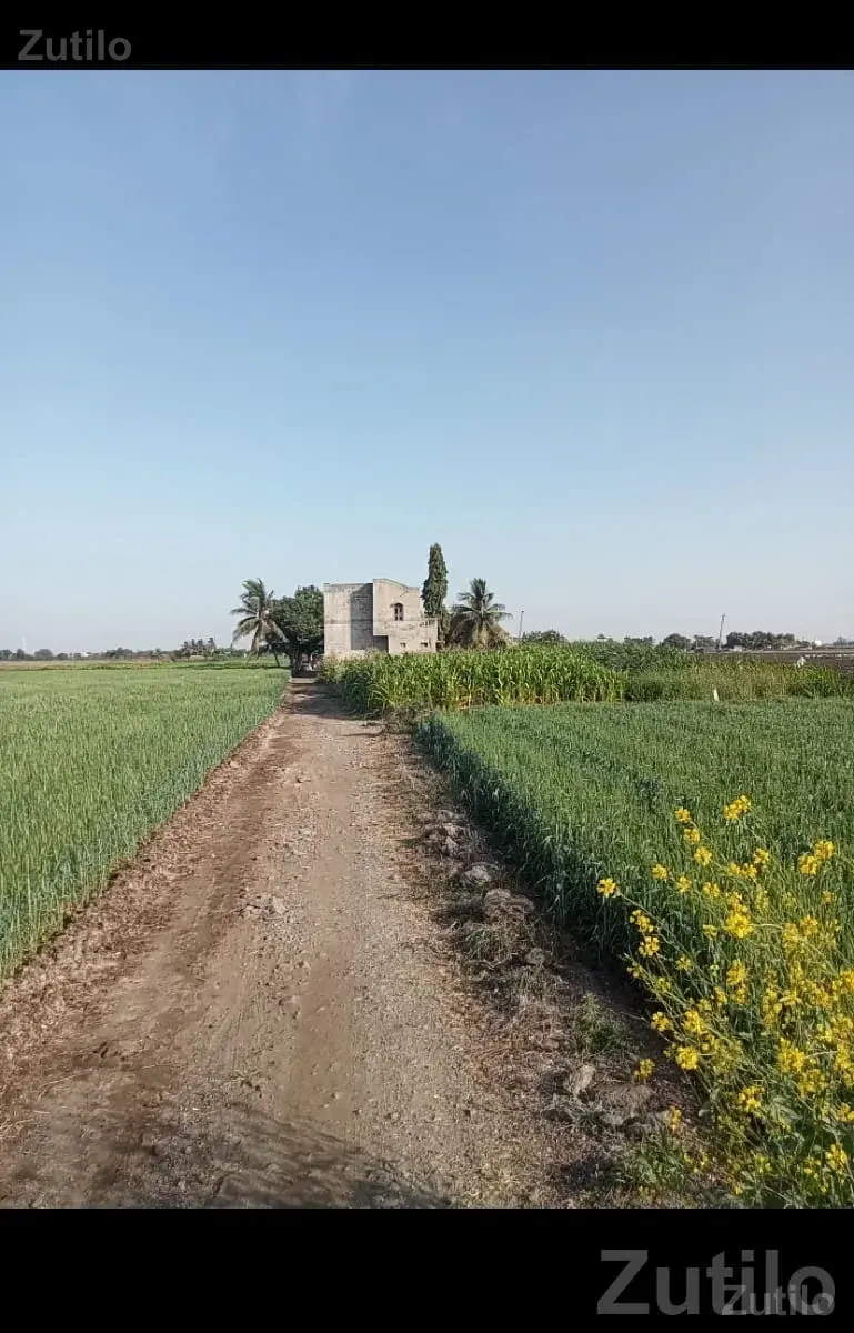 Agricultural Land Plot for Sale - જમીન અને પ્લોટ - કુટિયાણા - Image 1