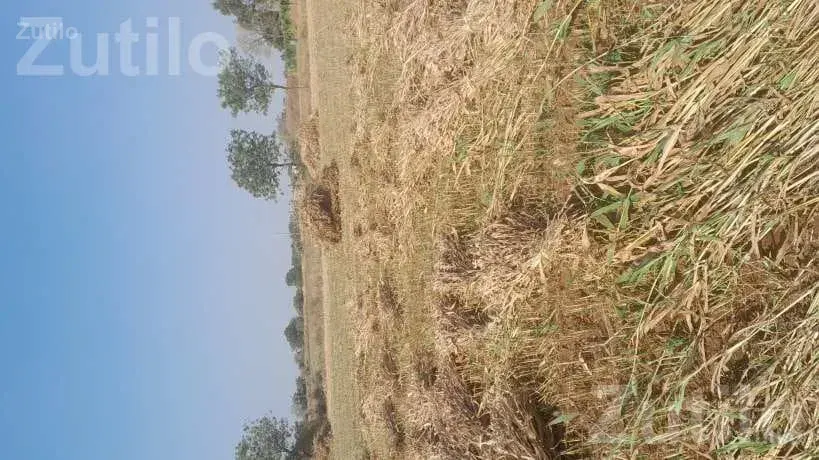 Agricultural Land Plot for Sale - જમીન અને પ્લોટ - પોરબંદર - Image 3