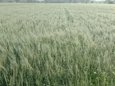 Lathodara Fertile Agricultural Land Sale Lathodara Fertile Agricultural Land Sale