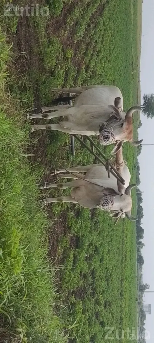 Agricultural Land Plot with Plantation - જમીન અને પ્લોટ - ખંભાળિયા - Image 3