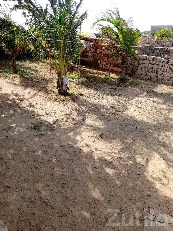 Chhaya Residential Land with Coconut Trees - Land & Plots - Chhaya - Image 2