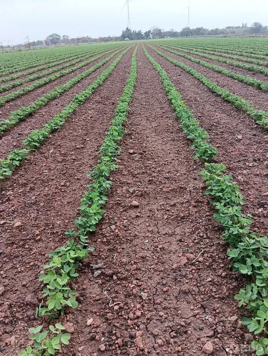 જમીન વેચવાની છે - Land & Plots - Bhanvad - Image 2