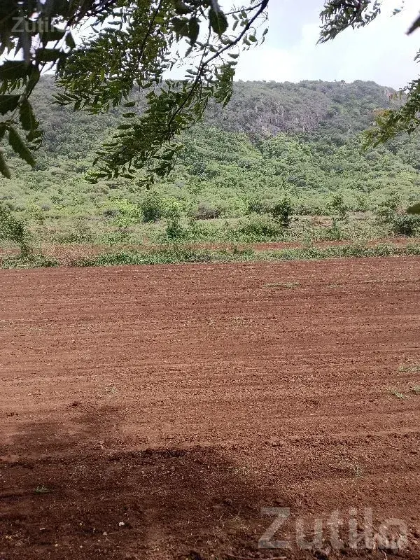 Fertile Agricultural Land in Bhanvad - જમીન અને પ્લોટ - ભાણવડ - Image 3