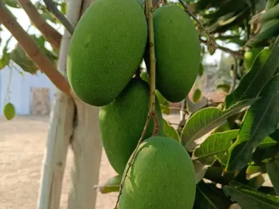 Fruiting Mango Orchard Land for Sale Fruiting Mango Orchard Land for Sale