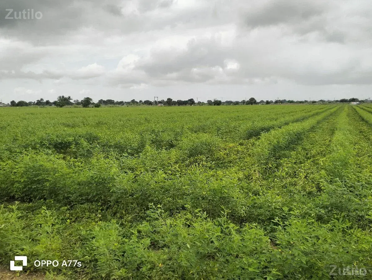 જતીન ભાઇ જમીન વેચવાની છે - Land & Plots - Keshod - Image 3
