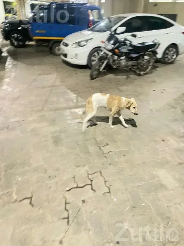 Animal Care Helper Job in Rajkot Institution - Labour / Helper - Rajkot City - Image 2