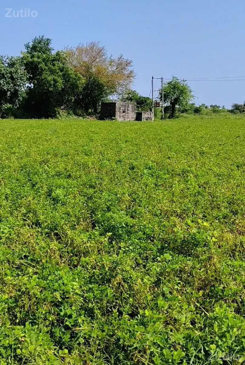 ખેતી ની જમીન વેચવાની છે - Land & Plots - Bhanvad - Image 2