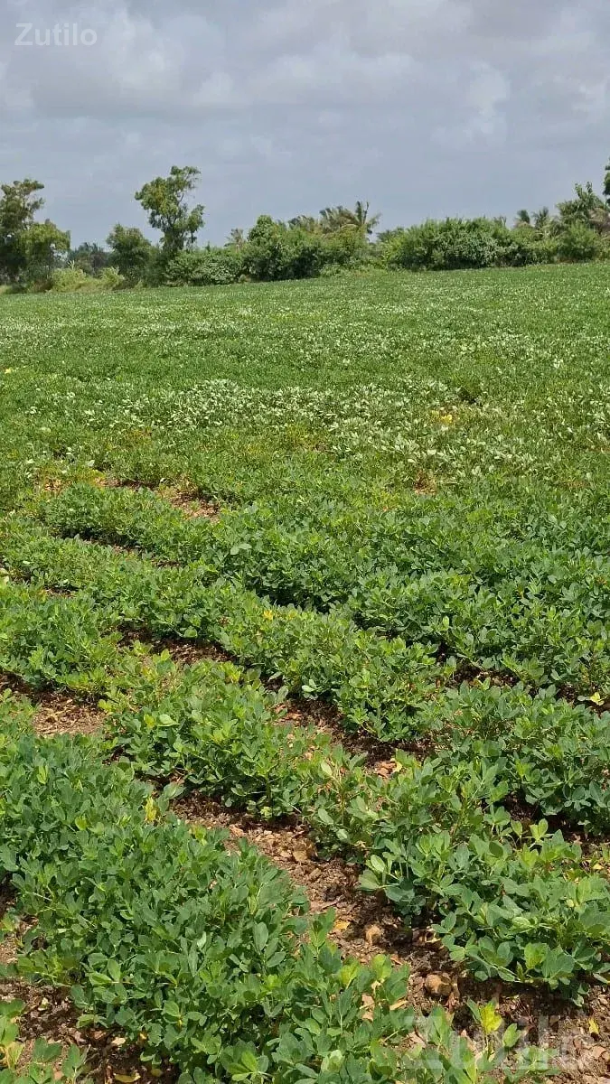 Fertile Agricultural Land in Talala - Land & Plots - Talala - Image 3