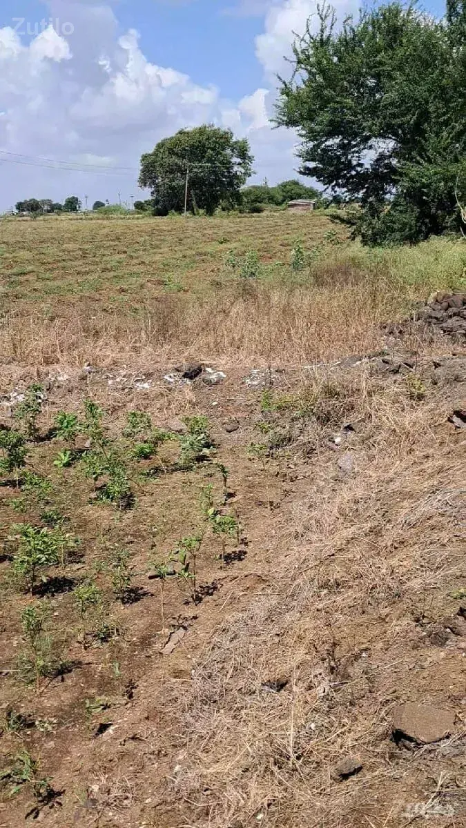 6.5 વીઘા  
60 લાખનો એકર - જમીન અને પ્લોટ - કલાવડ - Image 3