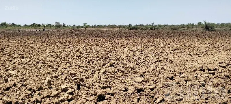 Santalpur Fertile Agricultural Land Sale - જમીન અને પ્લોટ - સાંતલપુર - Image 2