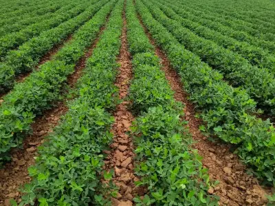 Fertile Agricultural Land for Lease Fertile Agricultural Land for Lease