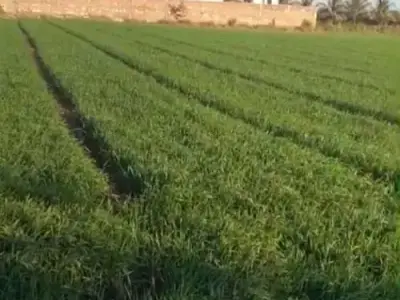 Hadmatiya 8 Vigha Fertile Farm Land Plot