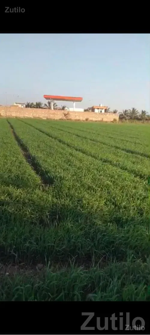 Hadmatiya 8 Vigha Fertile Farm Land Plot - જમીન અને પ્લોટ - જામજોધપુર - Image 1