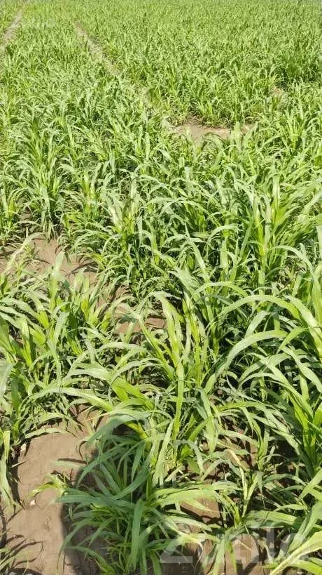 3 Acre Agricultural Land with Bore and House - જમીન અને પ્લોટ - વાંકાનેર - Image 2