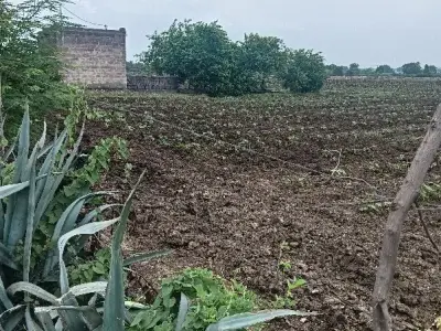 Fertile Agricultural Land for Sale Rajkot Fertile Agricultural Land for Sale Rajkot