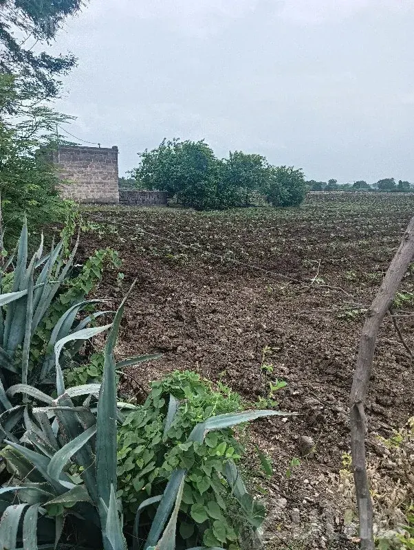 Fertile Agricultural Land for Sale Rajkot - Land & Plots - Rajkot City - Image 1