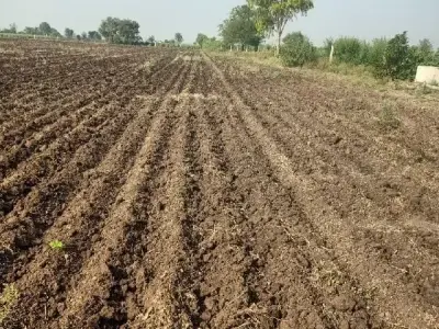 Fertile Agricultural Land in Rajkot Fertile Agricultural Land in Rajkot