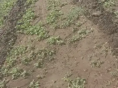 6 Vigha Fertile Agricultural Land Keshod 6 Vigha Fertile Agricultural Land Keshod