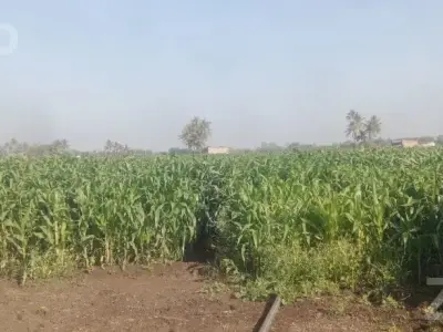 Agricultural Land with Standing Maize Crop