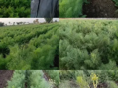 જમીન જમીન