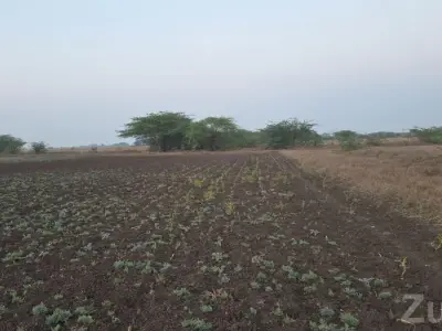 Agricultural Land for Sale in Ranavav Agricultural Land for Sale in Ranavav