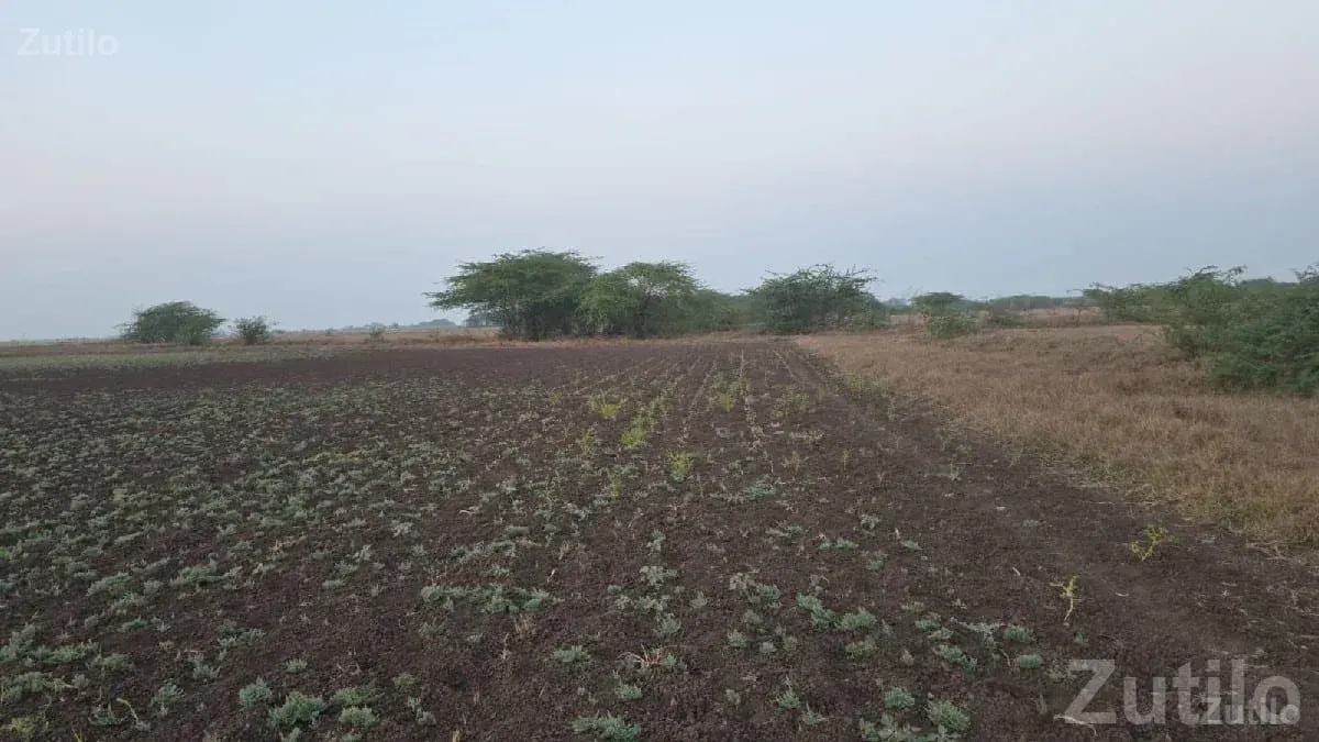 Agricultural Land for Sale in Ranavav - Land & Plots - Ranavav - Image 1