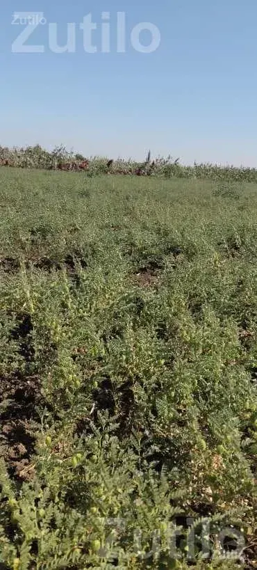 Agricultural Land with Green Gram Crop - જમીન અને પ્લોટ - મુળી - Image 3