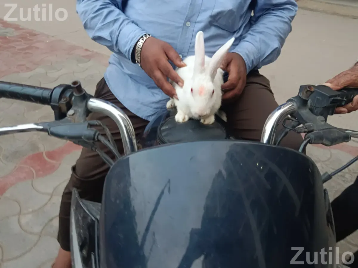 Honda cb shine - Bikes - Ahmedabad City - Image 1