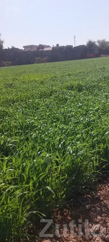 Agricultural Land Plot in Jamjodhpur - જમીન અને પ્લોટ - જામજોધપુર - Image 2