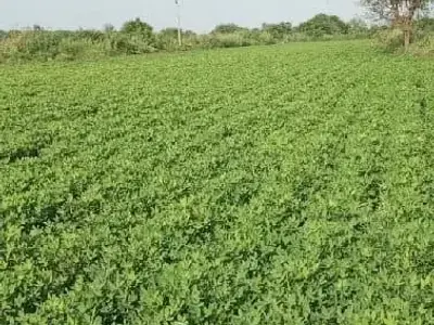 16 Vigha Irrigated Farmland Plot 16 Vigha Irrigated Farmland Plot