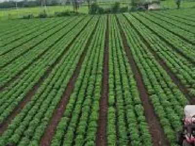 Fertile Farmland Plot Near Rajkot City