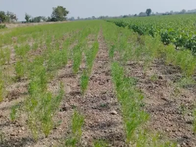 11.5 Vigha Agricultural Land with Borewells